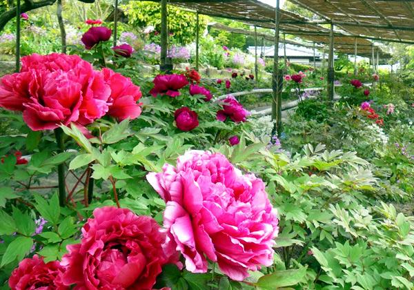 河内藤園の藤棚トンネルと季節の花咲く白野江植物公園3